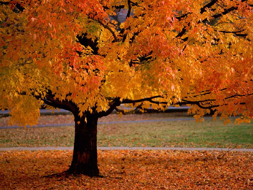 Fol Tree Fall Tree – Pleasant View Baptist